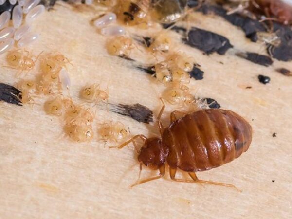 How to Choose the Right Bed Bug Exterminator: A Complete Guide