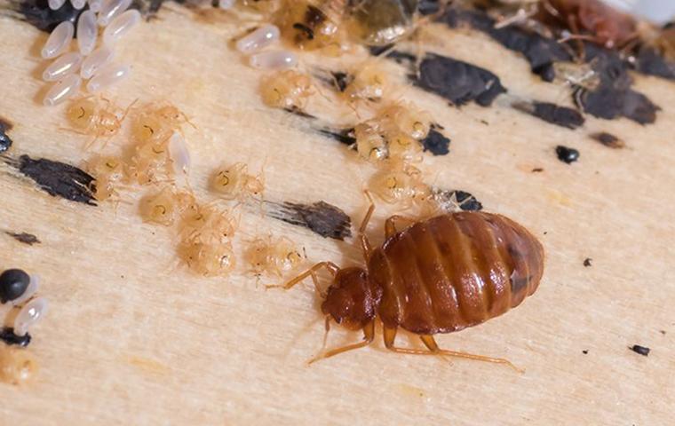 How to Choose the Right Bed Bug Exterminator: A Complete Guide