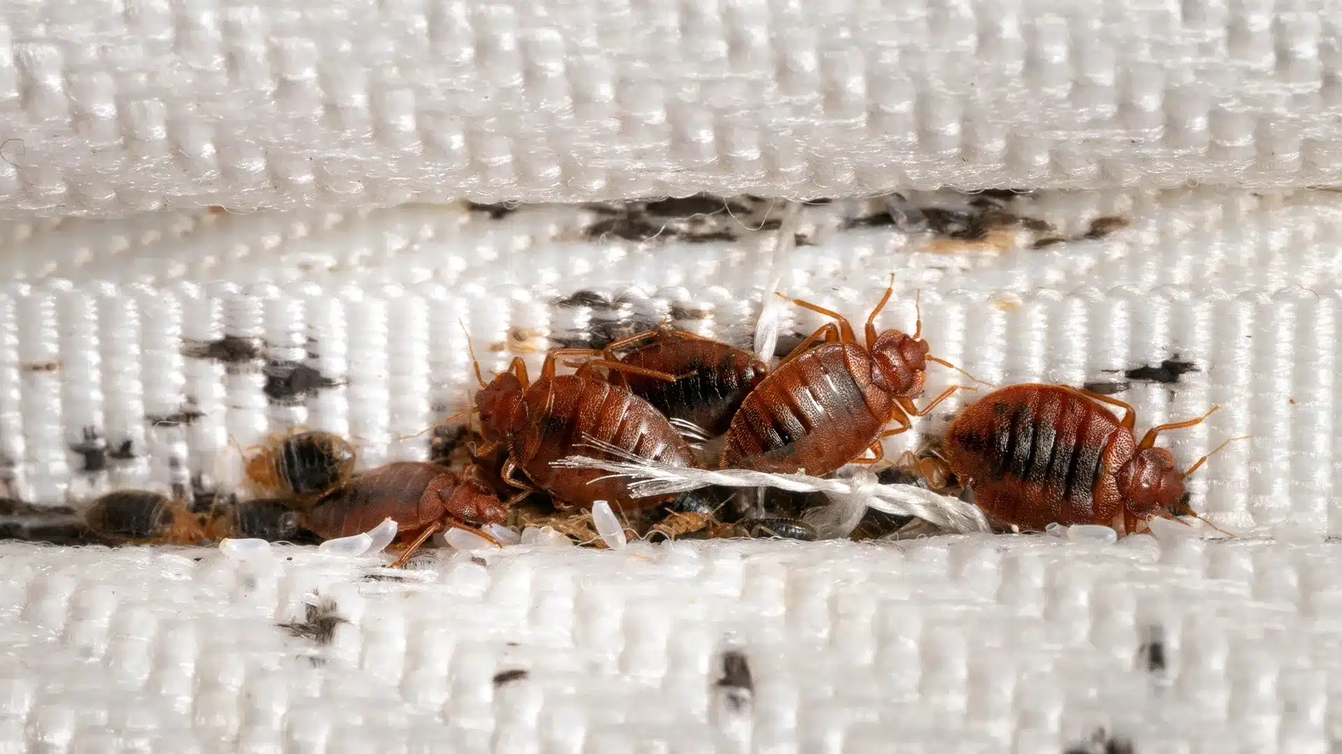 Éliminez l'infestation: faites appel à un exterminateur punaise de lit certifié