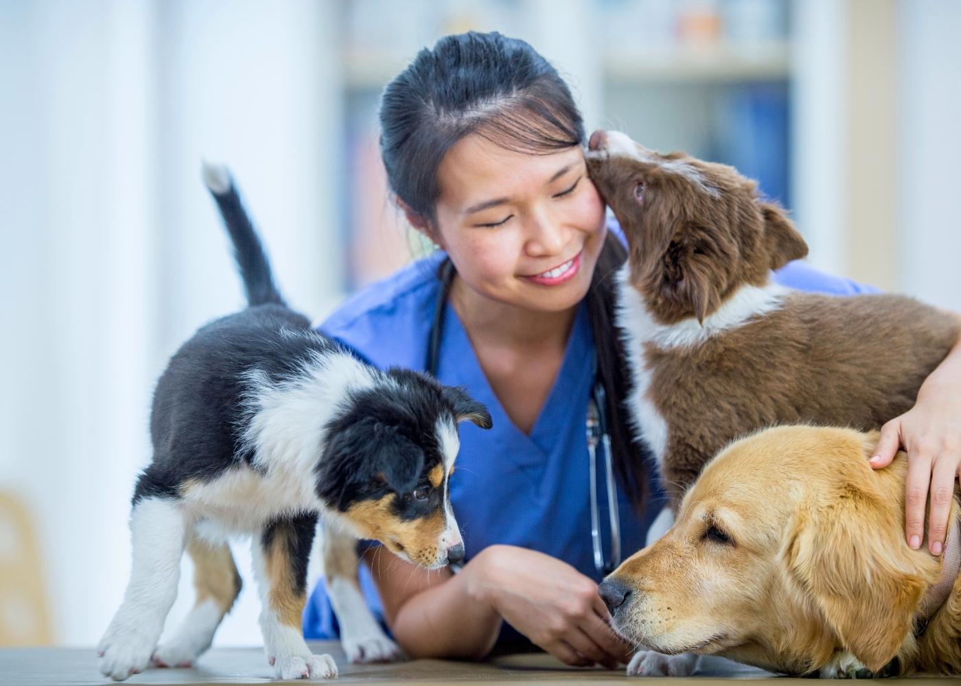 emergency vet hong kong