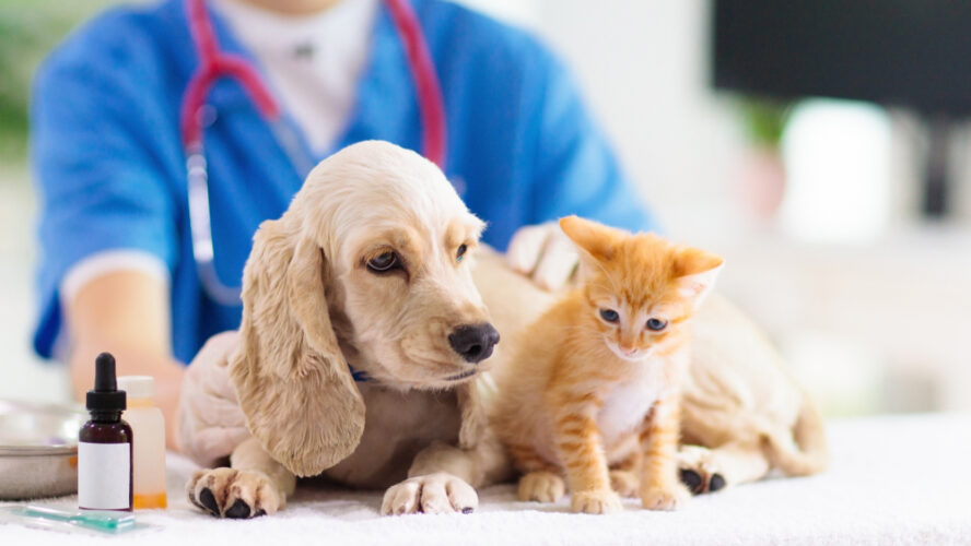 Foundations of Ethical Decision-Making in Veterinary Medicine